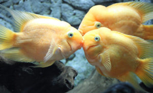 Fishes love company